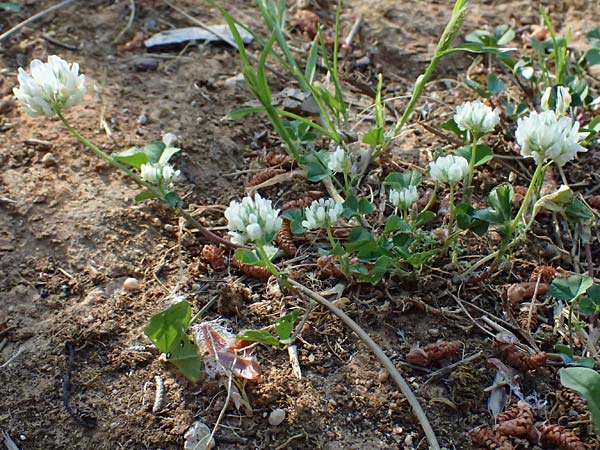 Trifolium nigrescens \ Schwarzwerdender Klee / Small White Clover, Ball Clover, Kefalonia/Cephalonia Argostoli 14.4.2024