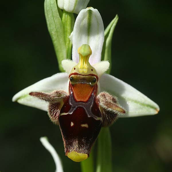 Ophrys cephaloniensis \ Kefalonia-Ragwurz / Cephalonia Bee Orchid, Kefalonia/Cephalonia,  Norden/North 16.4.2017 (Photo: Helmut Presser)