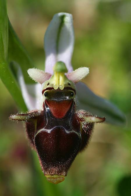Ophrys cephaloniensis \ Kefalonia-Ragwurz / Cephalonia Bee Orchid, Kefalonia/Cephalonia,  Ainos 18.4.2017 (Photo: Helmut Presser)