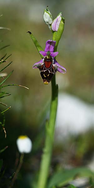 Ophrys cephaloniensis \ Kefalonia-Ragwurz / Cephalonia Bee Orchid, Kefalonia/Cephalonia,  Ainos 18.4.2017 (Photo: Helmut Presser)