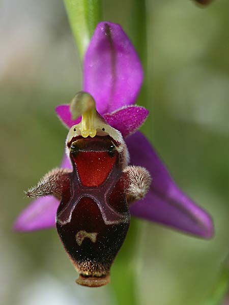 Ophrys cephaloniensis \ Kefalonia-Ragwurz / Cephalonia Bee Orchid, Kefalonia/Cephalonia,  Ainos 18.4.2017 (Photo: Helmut Presser)