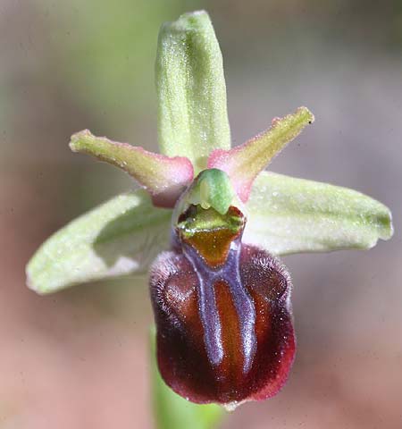 Ophrys grammica \ Grammos-Ragwurz / Grammos Orchid, Kefalonia/Cephalonia,   29.3.2010 (Photo: Helmut Presser)