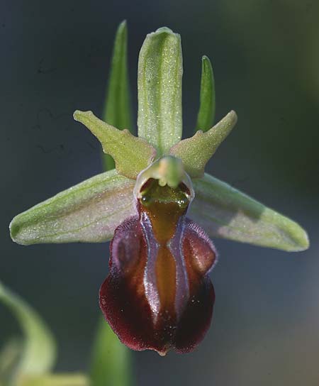 Ophrys grammica \ Grammos-Ragwurz / Grammos Orchid, Kefalonia/Cephalonia,   29.3.2010 (Photo: Helmut Presser)