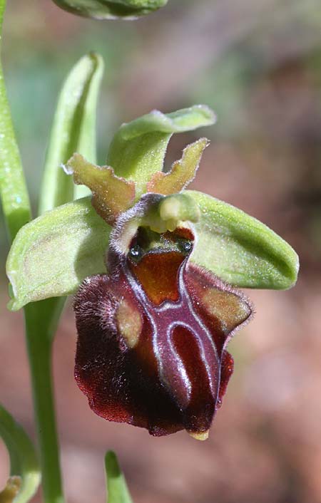 Ophrys grammica \ Grammos-Ragwurz / Grammos Orchid, Kefalonia/Cephalonia,   29.3.2010 (Photo: Helmut Presser)