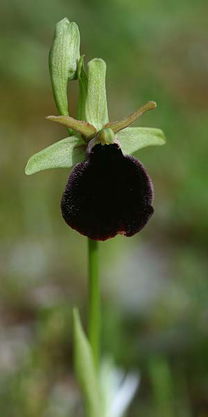 Ophrys mavromata \ Schwarzäugige Ragwurz / Black-Eyes Orchid, Kefalonia/Cephalonia,  Nordosten/Northeast 16.4.2017 (Photo: Helmut Presser)