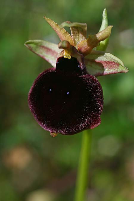 Ophrys mavromata \ Schwarzäugige Ragwurz / Black-Eyes Orchid, Kefalonia/Cephalonia,  Nordosten/Northeast 16.4.2017 (Photo: Helmut Presser)