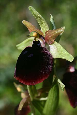 Ophrys mavromata \ Schwarzäugige Ragwurz / Black-Eyes Orchid, Kefalonia/Cephalonia,  Nordosten/Northeast 16.4.2017 (Photo: Helmut Presser)