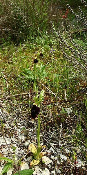 Ophrys mavromata \ Schwarzäugige Ragwurz / Black-Eyes Orchid, Kefalonia/Cephalonia,  Norden/North 16.4.2017 (Photo: Helmut Presser)