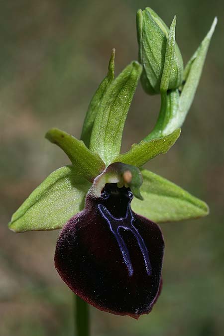 Ophrys mavrochila \ Schwarzlippige Ragwurz (Locus classicus), Kefalonia,  Kap Mounda 19.4.2017 (Photo: Helmut Presser)