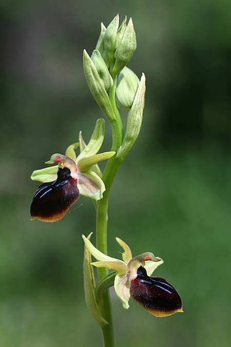 Ophrys mavrochila \ Schwarzlippige Ragwurz (Locus classicus), Kefalonia,  Kap Mounda 19.4.2017 (Photo: Helmut Presser)