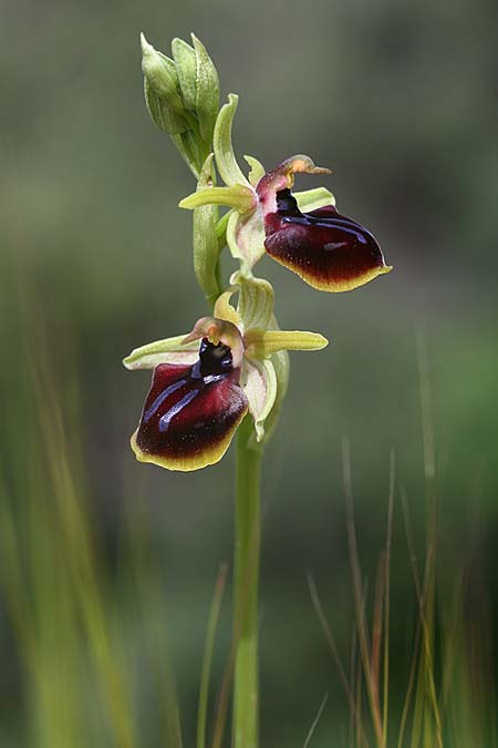 Ophrys mavrochila \ Schwarzlippige Ragwurz (Locus classicus), Kefalonia,  Kap Mounda 19.4.2017 (Photo: Helmut Presser)