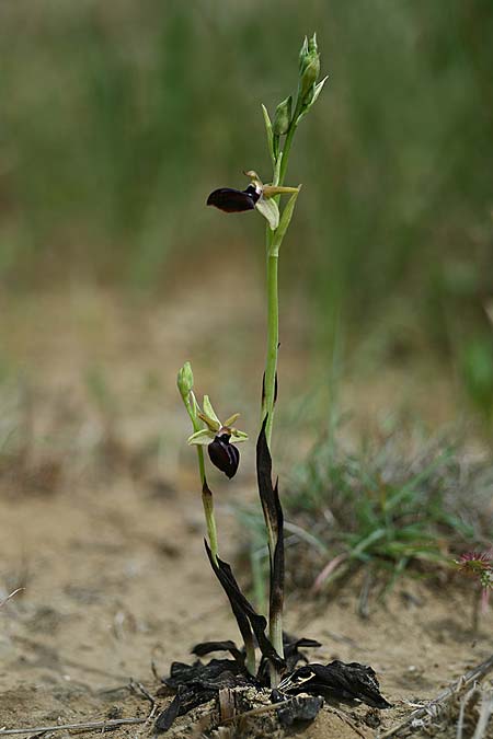 Ophrys mavrochila \ Schwarzlippige Ragwurz (Locus classicus), Kefalonia,  Kap Mounda 19.4.2017 (Photo: Helmut Presser)
