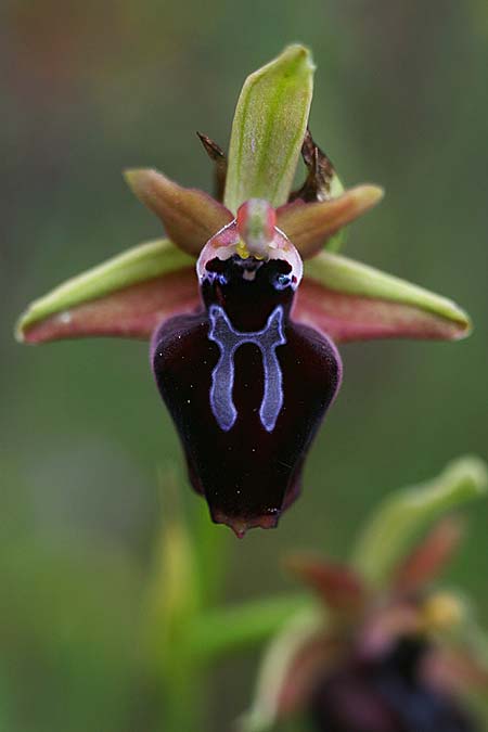 Ophrys mavrochila \ Schwarzlippige Ragwurz (Locus classicus), Kefalonia,  Kap Mounda 19.4.2017 (Photo: Helmut Presser)