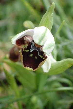 Ophrys cephaloniensis \ Kefalonia-Ragwurz (aufblühend), Kefalonia,  Ainos 18.4.2024 