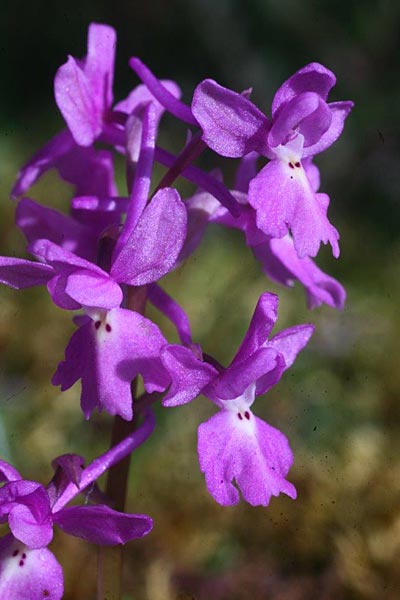 Orchis pauciflora x quadripunctata, Kefalonia,   30.3.2010 (Photo: Helmut Presser)