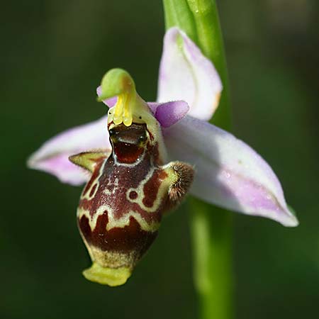 Ophrys stavri \ Stavros-Ragwurz / Stavros' Bee Orchid, Kefalonia/Cephalonia  - Südost/Southeast 18.4.2017 (Photo: Helmut Presser)