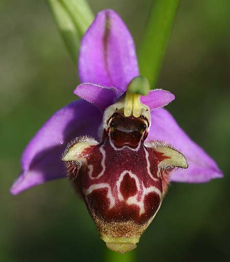 Ophrys stavri \ Stavros-Ragwurz / Stavros' Bee Orchid, Kefalonia/Cephalonia  - Südost/Southeast 18.4.2017 (Photo: Helmut Presser)