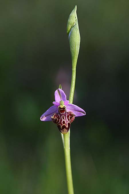 Ophrys stavri \ Stavros-Ragwurz / Stavros' Bee Orchid, Kefalonia/Cephalonia  - Südost/Southeast 18.4.2017 (Photo: Helmut Presser)