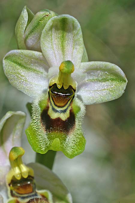 Ophrys ulyssea \ Odysseus-Ragwurz / Ulysses Bee Orchid, Kefalonia/Cephalonia,  Norden/North 16.4.2017 (Photo: Helmut Presser)