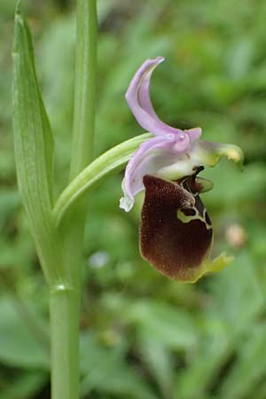 Ophrys ethemeae \ Ethemees Ragwurz / Ethemee's Bee Orchid, Kos  Lagoudi 16.4.2026 