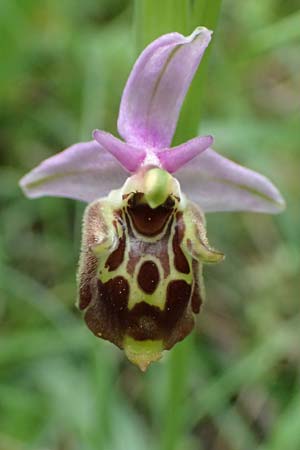 Ophrys ethemeae \ Ethemees Ragwurz / Ethemee's Bee Orchid, Kos  Lagoudi 16.4.2026 