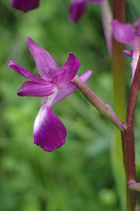 Anacamptis laxiflora \ Lockerbl&uuml;tiges Knabenkraut / Loose-flowered Orchid, Kos  Salt-Lake Alikes 9.4.2026 