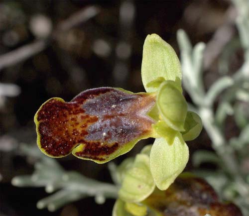 Ophrys parosica / Paros Orchid, Cyclades,  Paros, Kostos Village 21.4.2008 (Photo: Zissis Antonopoulos)