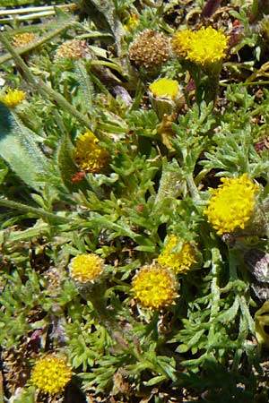 Anthemis rigida \ Steife Hundskamille / Rayless Chamomile, Lesbos Sigri 14.4.2014