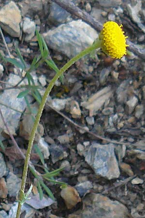 Anthemis aciphylla var. discoidea \ Lesbos-Hundskamille, Lesbos Asomatos 24.4.2014