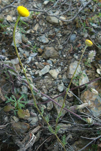 Anthemis aciphylla var. discoidea \ Lesbos-Hundskamille / Lesbos Chamomile, Lesbos Asomatos 24.4.2014