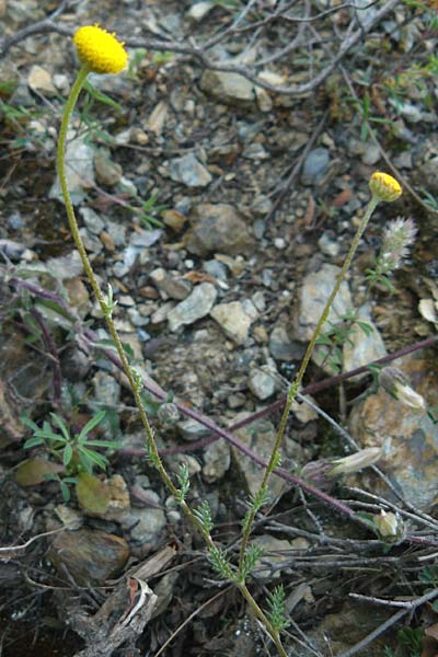 Anthemis aciphylla var. discoidea / Lesbos Chamomile, Lesbos Asomatos 24.4.2014