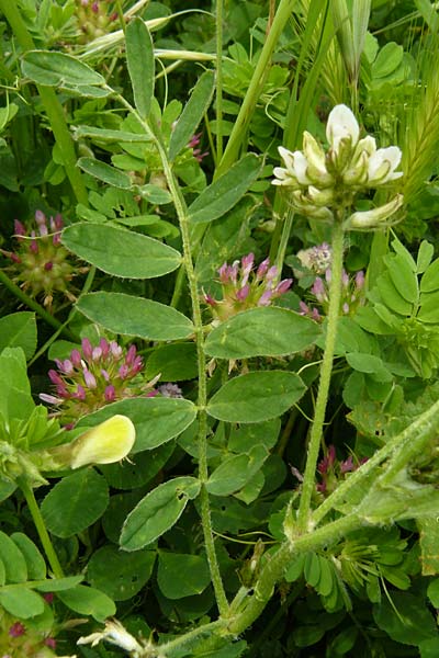 Astragalus hamosus \ Haken-Tragant, Lesbos Mytilini 23.4.2014