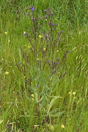 Anchusa azurea / Italian Bugloss, Lesbos Lisvori 16.4.2014