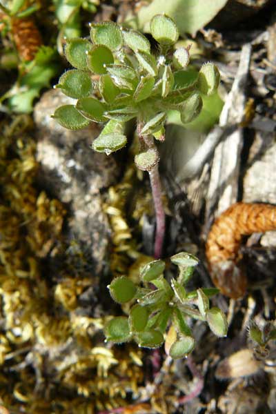 Alyssum umbellatum / Umbellate Madwort, Lesbos Vasilika 21.4.2014