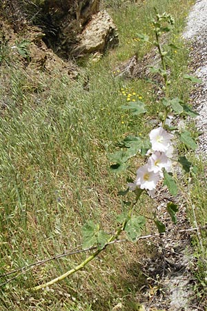 Alcea rosea \ Stockrose / Common Hollyhock, Lesbos Asomatos 24.4.2014