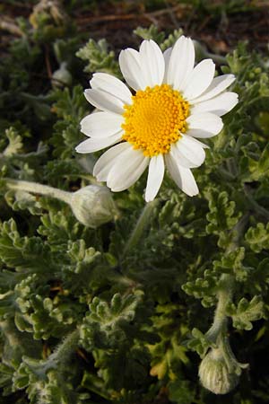 Anthemis tomentosa \ Filzige Hundskamille / Woolly Chamomile, Lesbos Mytilini 13.4.2014