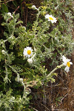 Anthemis tomentosa \ Filzige Hundskamille, Lesbos Mytilini 13.4.2014