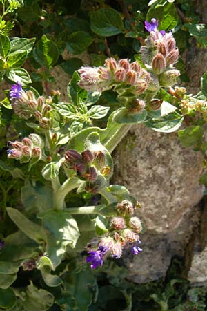 Anchusa officinalis \ Gewöhnliche Ochsenzunge, Lesbos Moni Ypsilou 14.4.2014