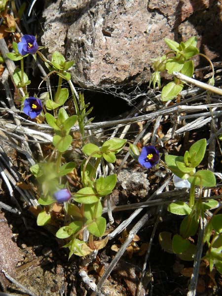 Lysimachia loeflingii \ Acker-Gauchheil / Scarlet Pimpernel, Lesbos Petra 19.4.2014