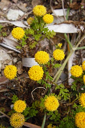 Anthemis rigida \ Steife Hundskamille, Lesbos Tarti 23.4.2014