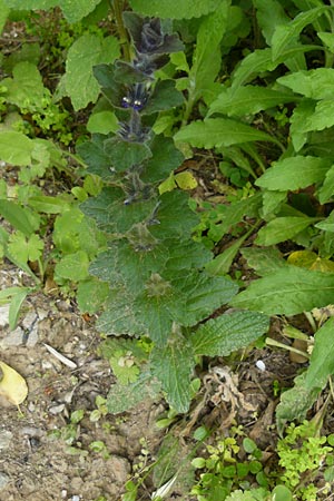 Ajuga orientalis \ stlicher Gnsel, Orientalischer Gnsel / Eastern Bugle, Lesbos Asomatos 17.4.2014