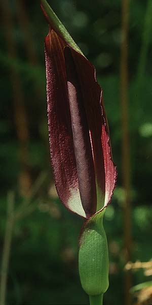 Arum rupicola \ Hgel-Aronstab / Hill Arum, Lesbos Agiasos 17.5.1995