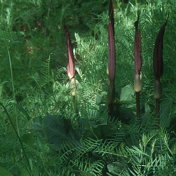 Arum rupicola \ Hgel-Aronstab / Hill Arum, Lesbos Agiasos 17.5.1995