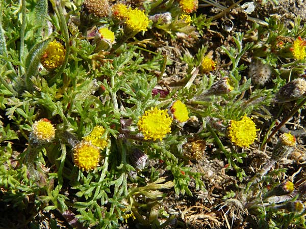 Anthemis rigida \ Steife Hundskamille / Rayless Chamomile, Lesbos Sigri 14.4.2014