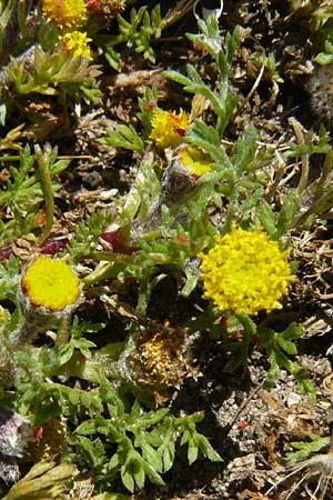 Anthemis rigida \ Steife Hundskamille / Rayless Chamomile, Lesbos Sigri 14.4.2014