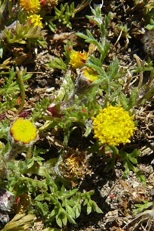 Anthemis rigida \ Steife Hundskamille / Rayless Chamomile, Lesbos Sigri 14.4.2014