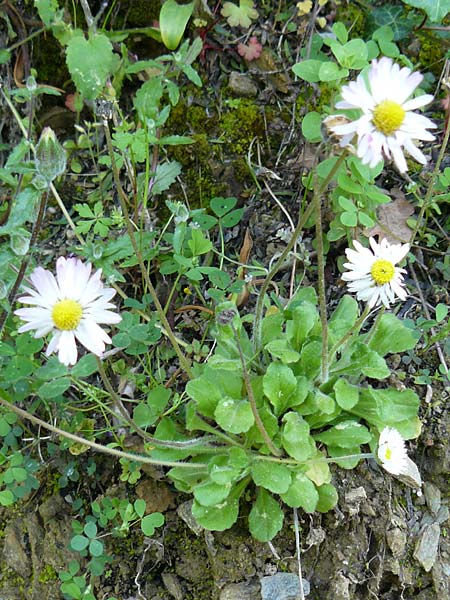 Bellis perennis \ Gnseblmchen, Tausendschn, Lesbos Agiasos 24.4.2014