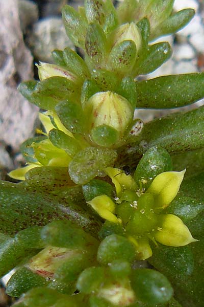 Sedum litoreum \ Strand-Mauerpfeffer / Coastal Stonecrop, Lesbos Mytilini 23.4.2014