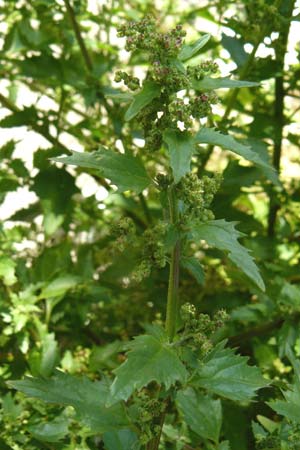 Chenopodium quinoa \ Reismelde, Inka-Reis / Quinoa, Lesbos Plomari 20.4.2014