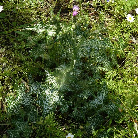 Carduus pycnocephalus \ Knuelkpfige Distel / Plymouth Thistle, Lesbos Vasilika 21.4.2014